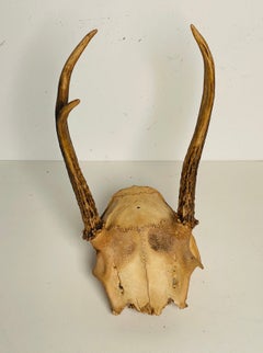 Antique Taxidermy Roe Deer Antlers with Scull