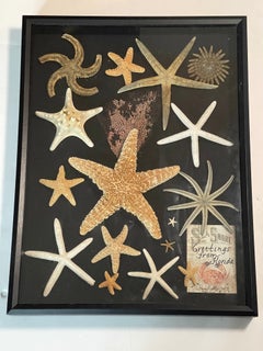 Natural History Marine Taxidermy Collection Sea Stars in Shadow Box Frame