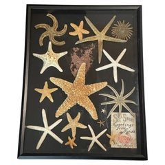 Natural History Marine Taxidermy Collection Sea Stars in Shadow Box Frame
