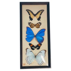 Natures Beauty 5 pcs Framed Butterflies