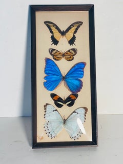 Natures Beauty 5 pcs Framed Butterflies