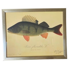 Antique German Chromolithograph of Fish by Tilgman