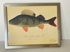 Antique German Chromolithograph of Fish by Tilgman