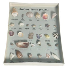 Vintage Sea Shell Taxidermy Collection