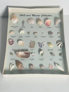 Vintage Sea Shell Taxidermy Collection