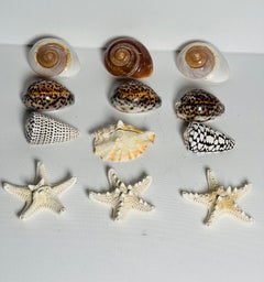 12 Sea Shell Placemats Organic Modern Tableware