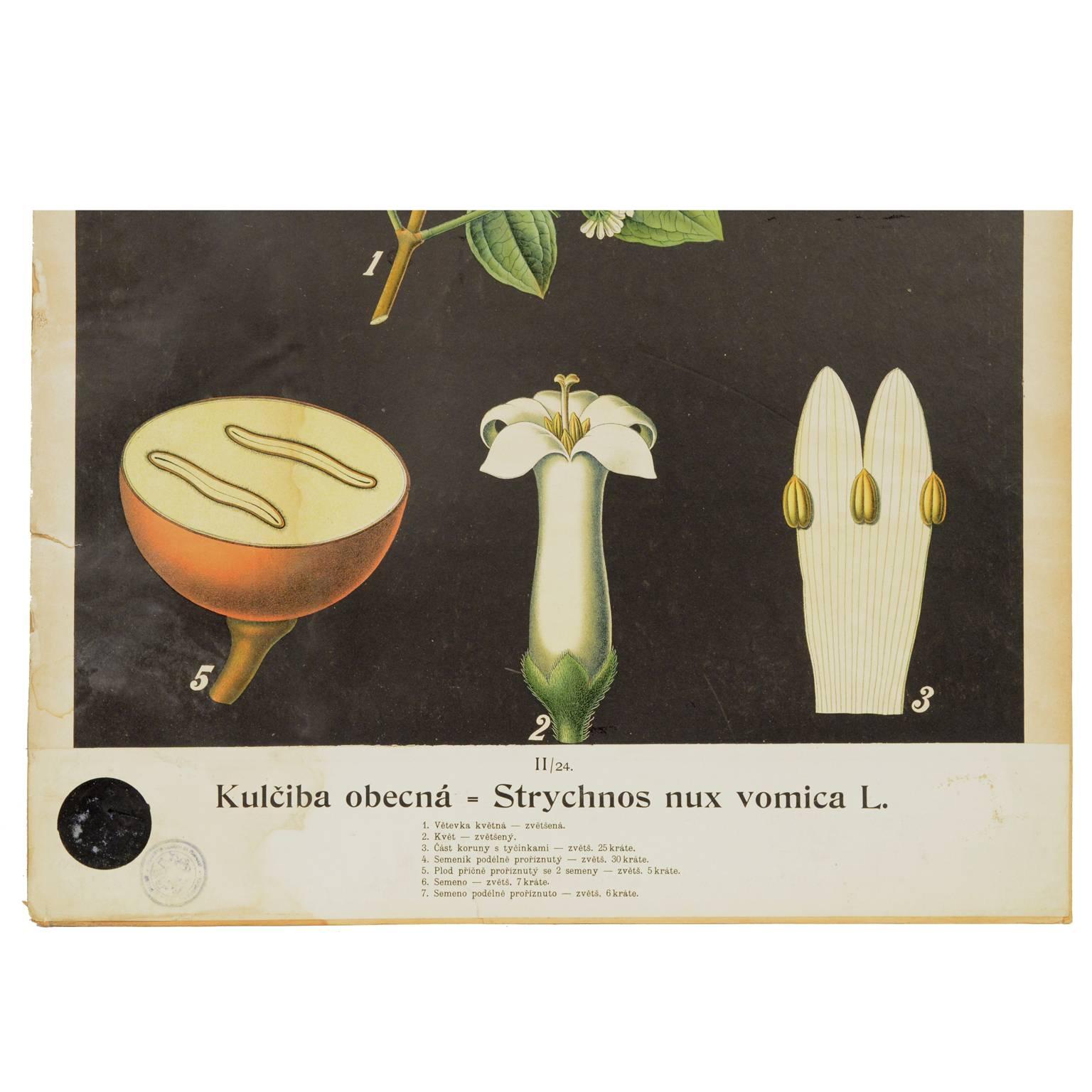 Czech Botanical Lithograph made in the thirties