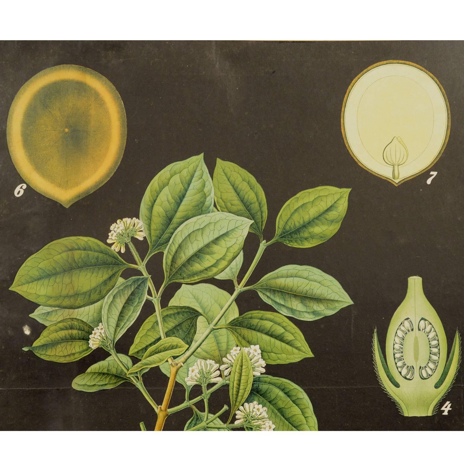 Colored lithograph on light cardboard depicting a botanical study with various sections of the Strychnos nux vomica L. Bohemian manufacture of the thirties. The black and light colours make the board very elegant and refined. With frame 51x1.8x72 cm.