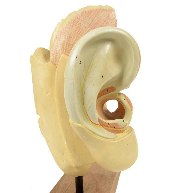 Ear Anatomical Model of the End of the 19th Century For Sale at 1stdibs
