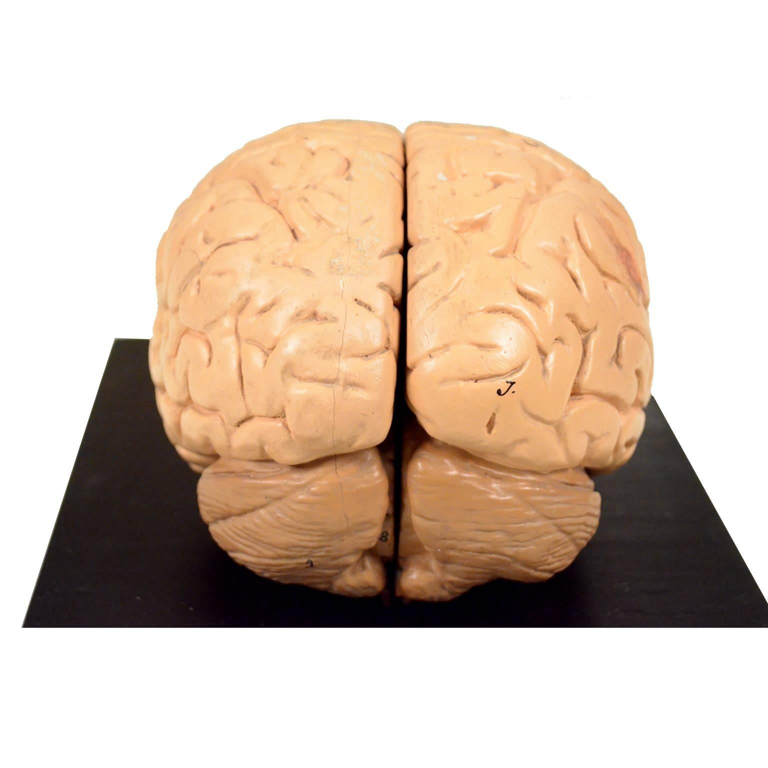 Czech Didactic Model of Human Brain of the Early 1930s For Sale