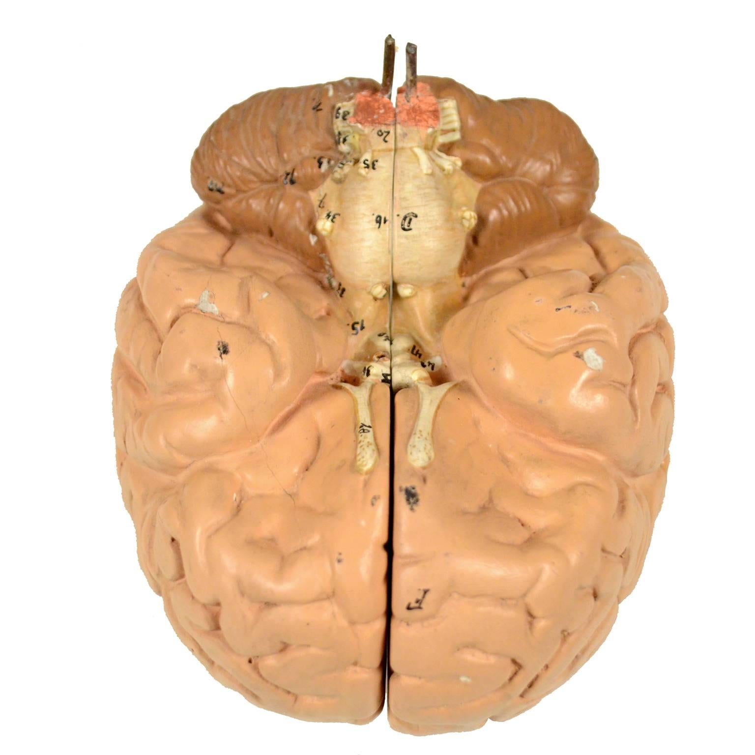 Didactic Model of Human Brain of the Early 1930s For Sale 1