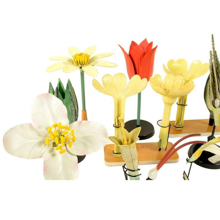 Collection of 10 educational models of flowers at 1stdibs