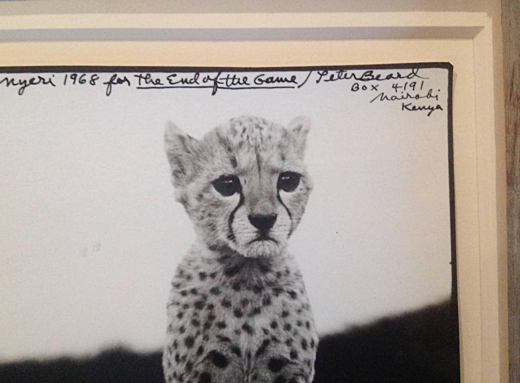 Black and white gelatin silver print photograph by Peter Beard. Titled: Orphaned Cheetah Cubs in Mweiga near Neri 1968. Later printing. Signed titled and dated.
image size 6.5 x 9.25. Frame size 11.25 x 13.25 x 1.63. The Time is Always Now Gallery