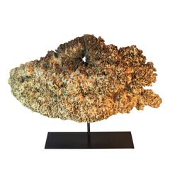 Large Burl Root Specimen on Stand