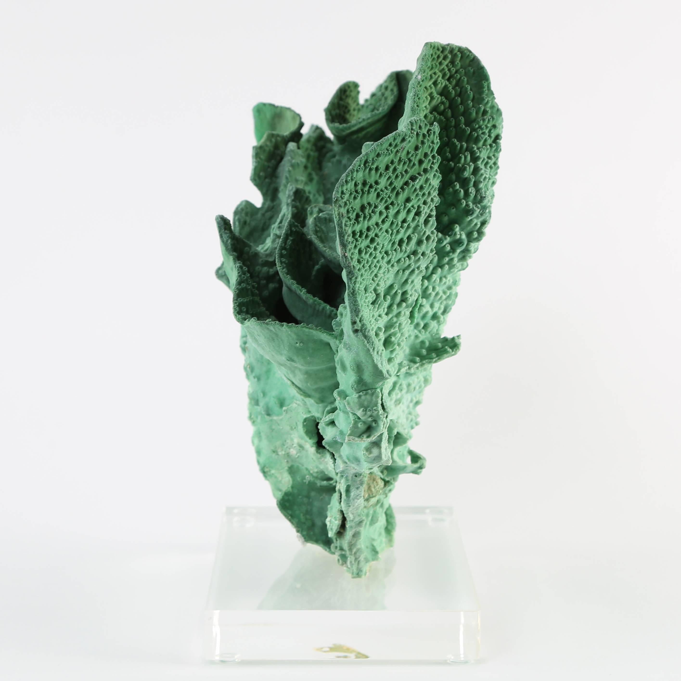 Vintage Green Coral Specimen Mounted on Lucite Stand 1