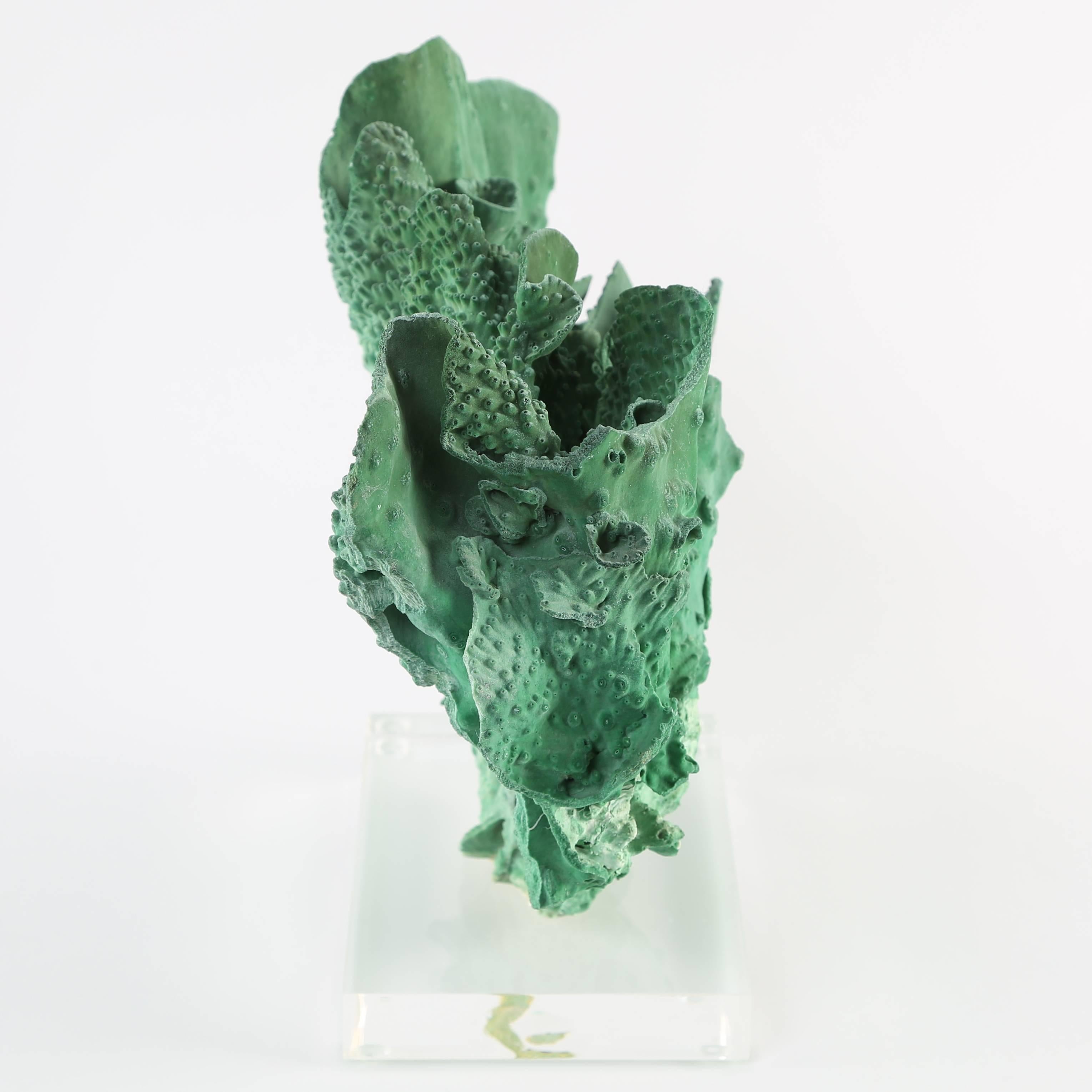 American Vintage Green Coral Specimen Mounted on Lucite Stand