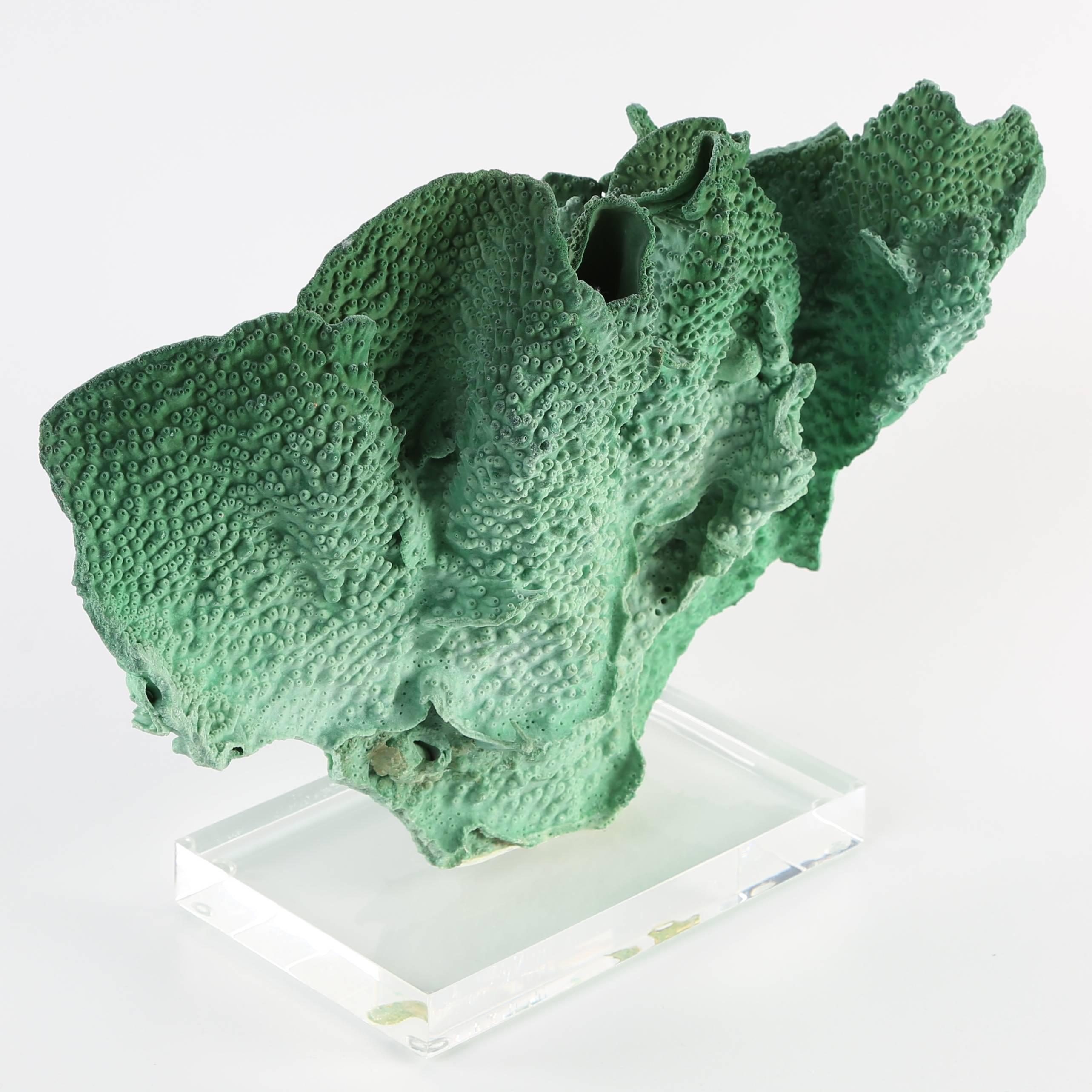 Vintage Green Coral Specimen Mounted on Lucite Stand 2