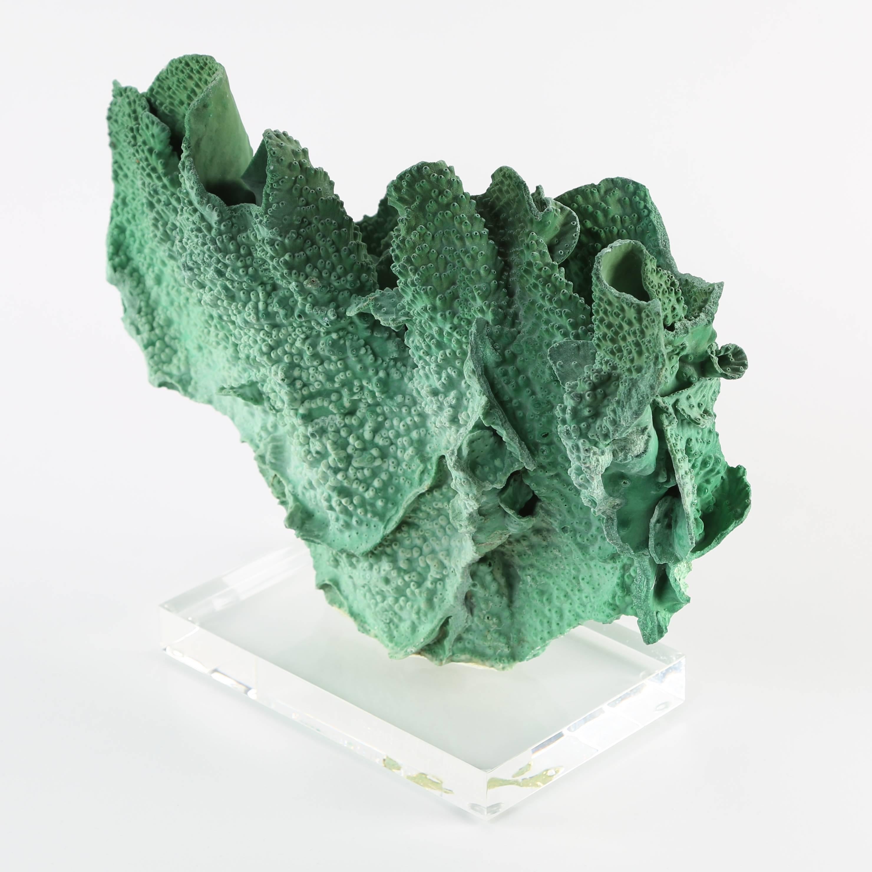 Beautiful vintage green coral specimen mounted on a Lucite base. 15" W x 5-1/2" D x 11" H; base is 8" W x 5" D x 1" H. This item is at the 1stdibs Gallery at the New York Design Center, 200 Lexington Ave., 10th floor,