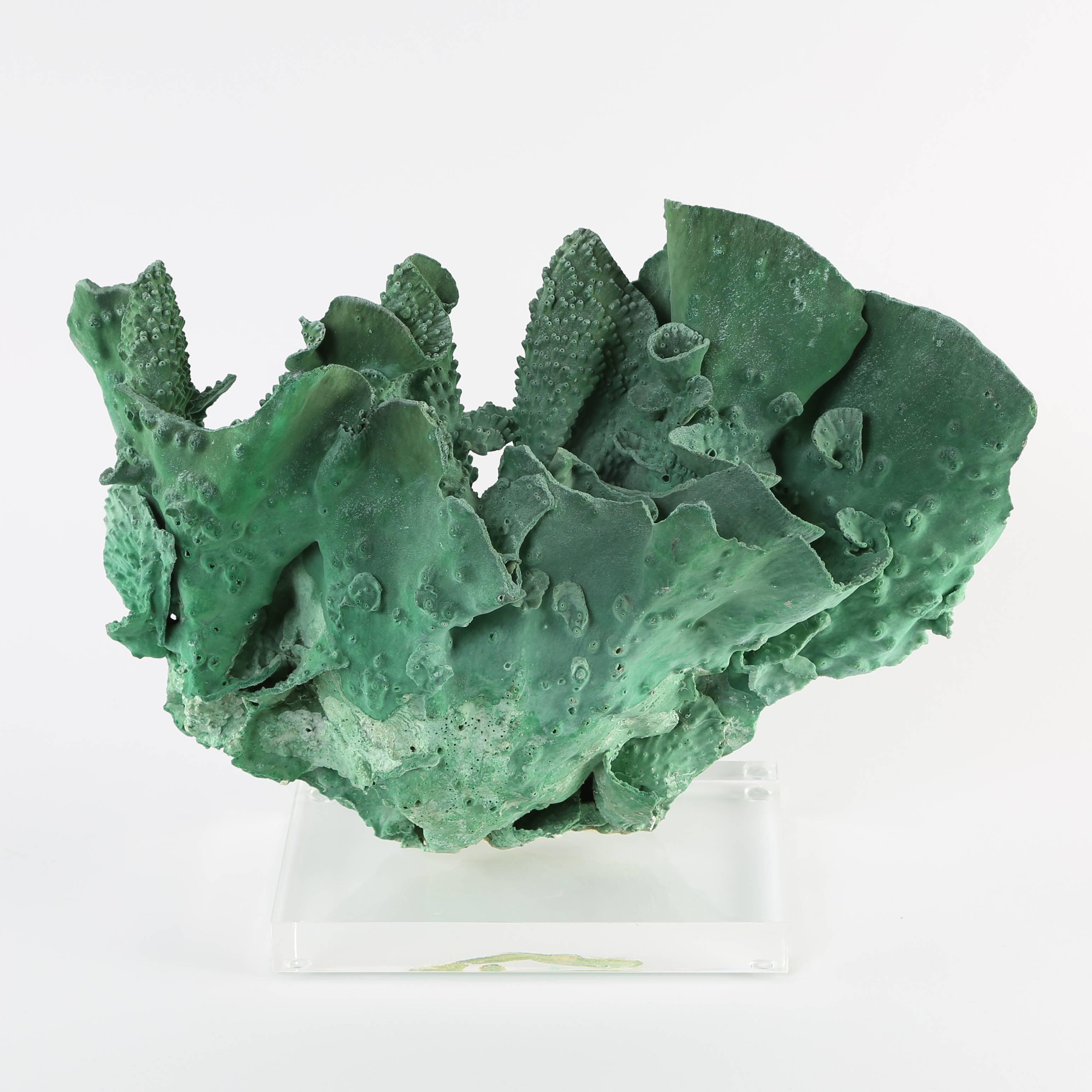 Vintage Green Coral Specimen Mounted on Lucite Stand In Excellent Condition In Brooklyn, NY