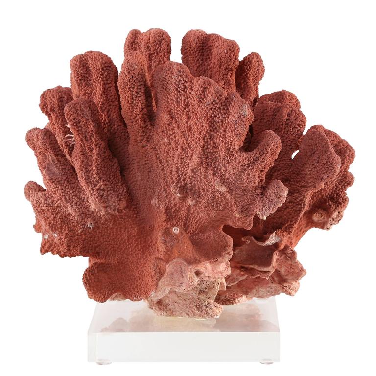 Vintage Natural Red Coral Specimen Mounted on Lucite Stand at 1stDibs