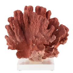 Vintage Natural Red Coral Specimen Mounted on Lucite Stand