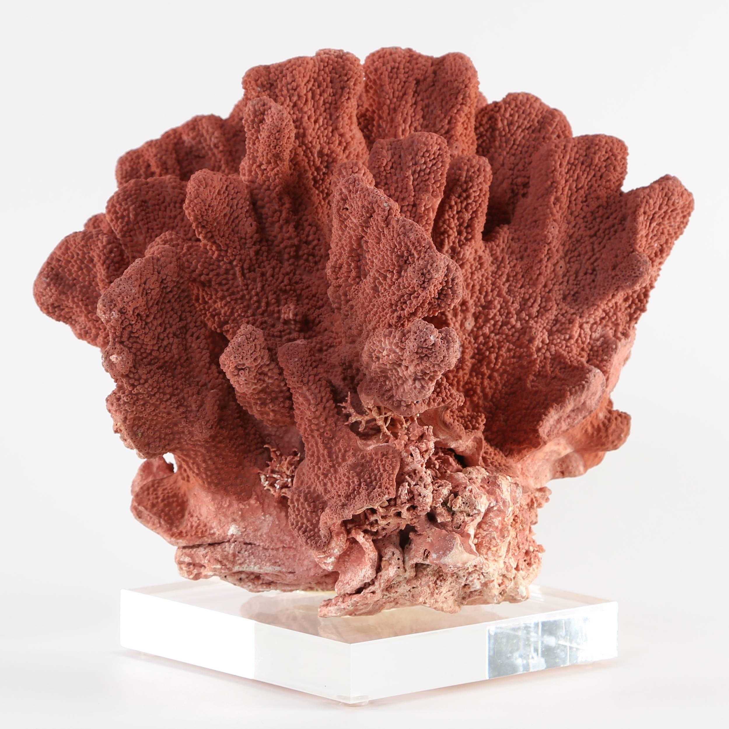 A lovely vintage red coral specimen mounted on a block of polished Lucite. Measures: Overall 10-1/2" W x 8-1/2" D x 10" H; base is 5-3/4" square x 1" H. This item is in our Brooklyn showroom.