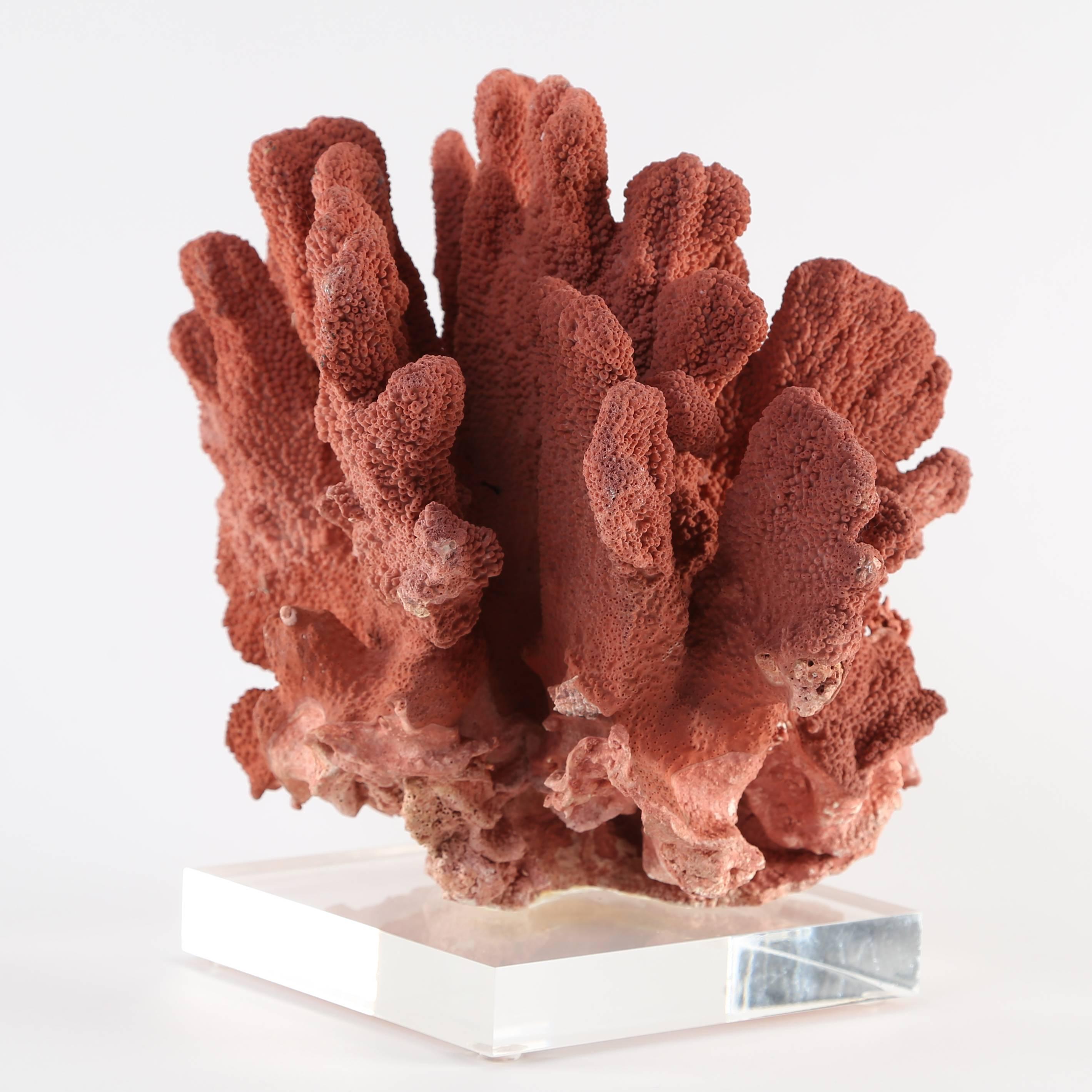 American Vintage Natural Red Coral Specimen Mounted on Lucite Stand