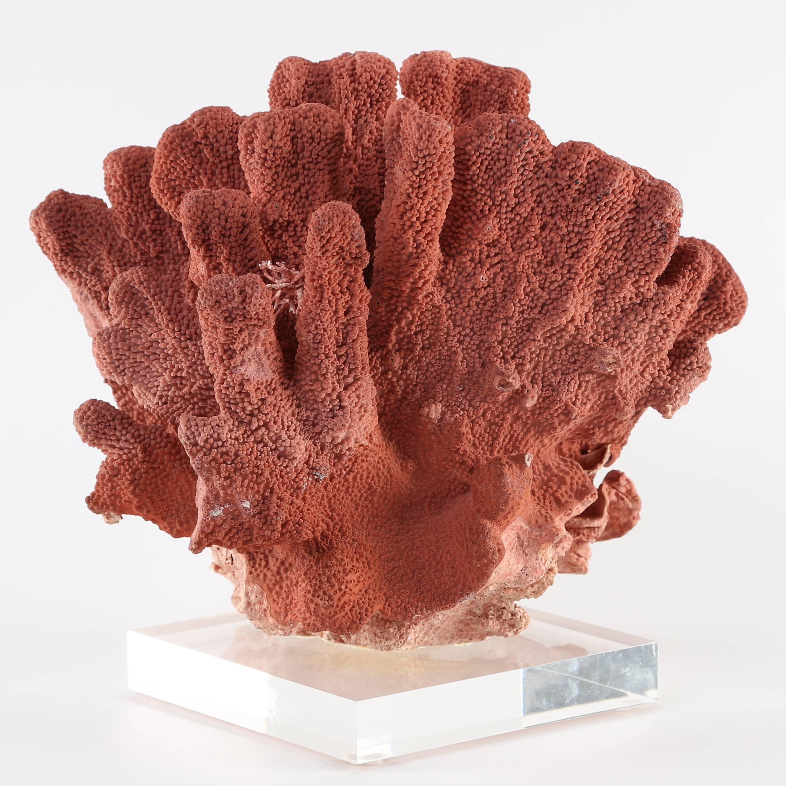 Late 20th Century Vintage Natural Red Coral Specimen Mounted on Lucite Stand