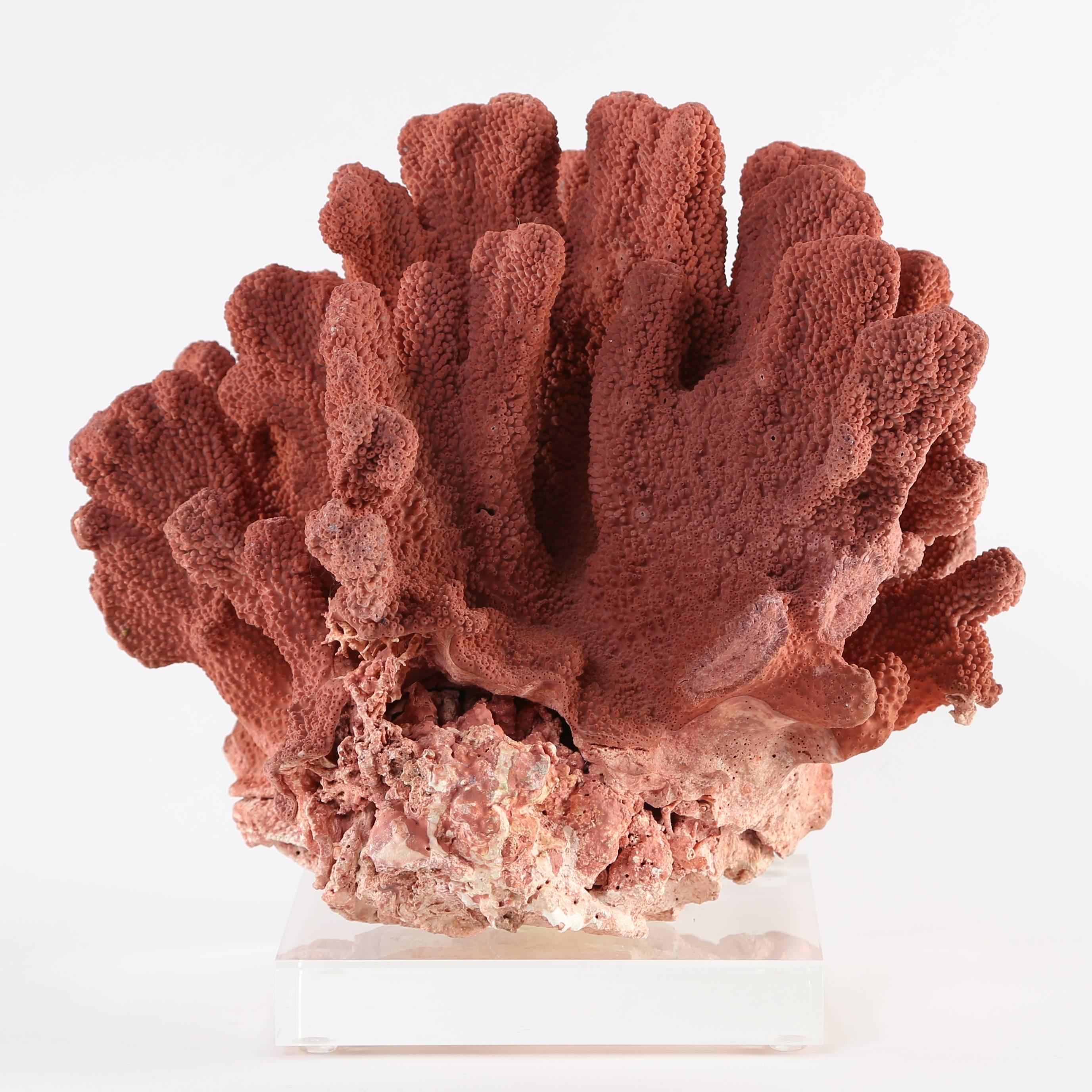 Vintage Natural Red Coral Specimen Mounted on Lucite Stand In Excellent Condition In Brooklyn, NY