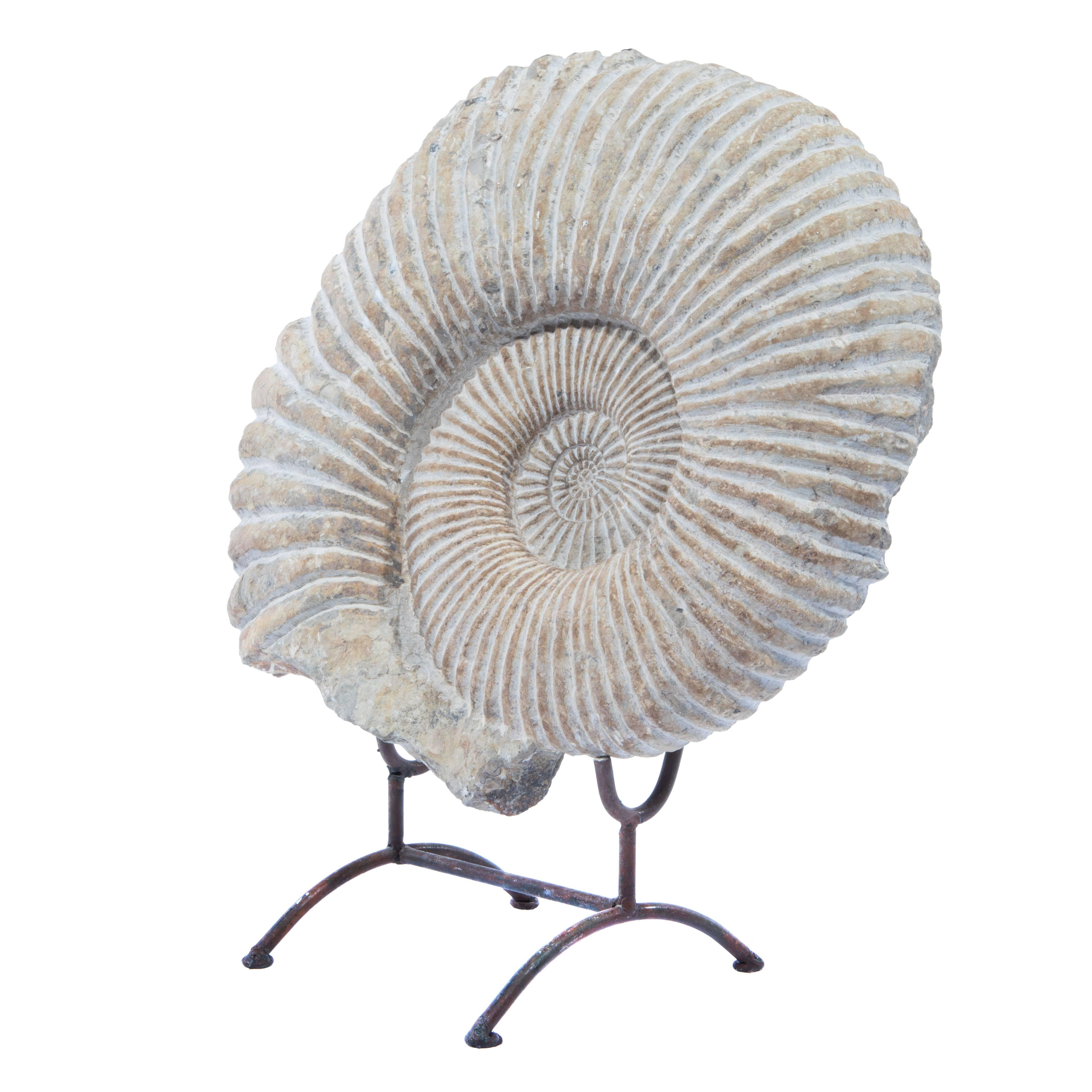 Large Ammonite Fossil on Stand im Zustand „Hervorragend“ in Brooklyn, NY