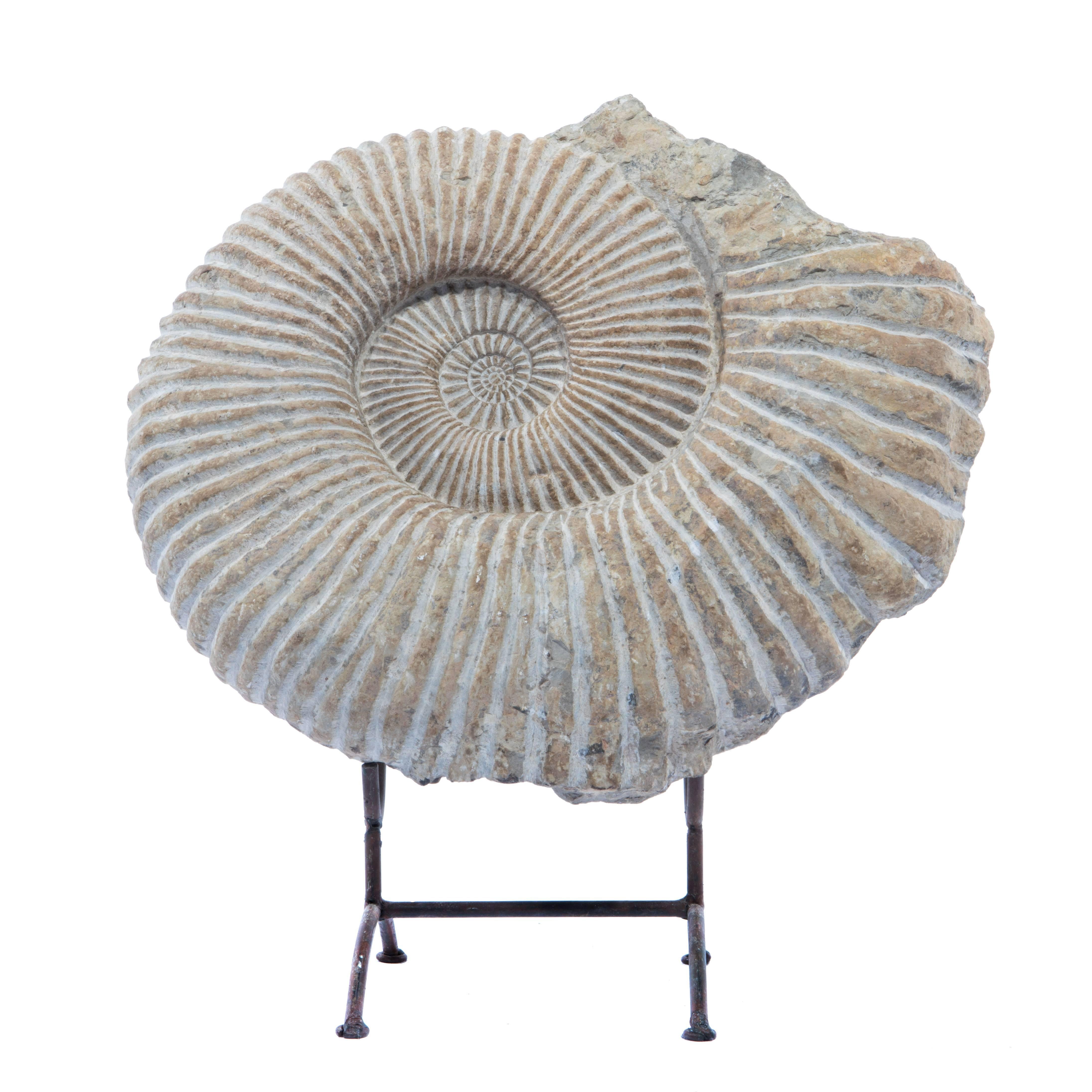 Beautiful ammonite fossil supported by a metal stand with four feet. This natural geometric form makes a wonderful sculptural accent. Ammonites are one of the best-known fossils, with ribbed, spiral-form shells. These sea creatures lived 240 million