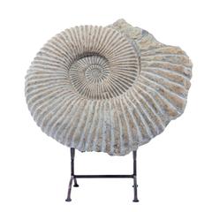 Large Ammonite Fossil on Stand