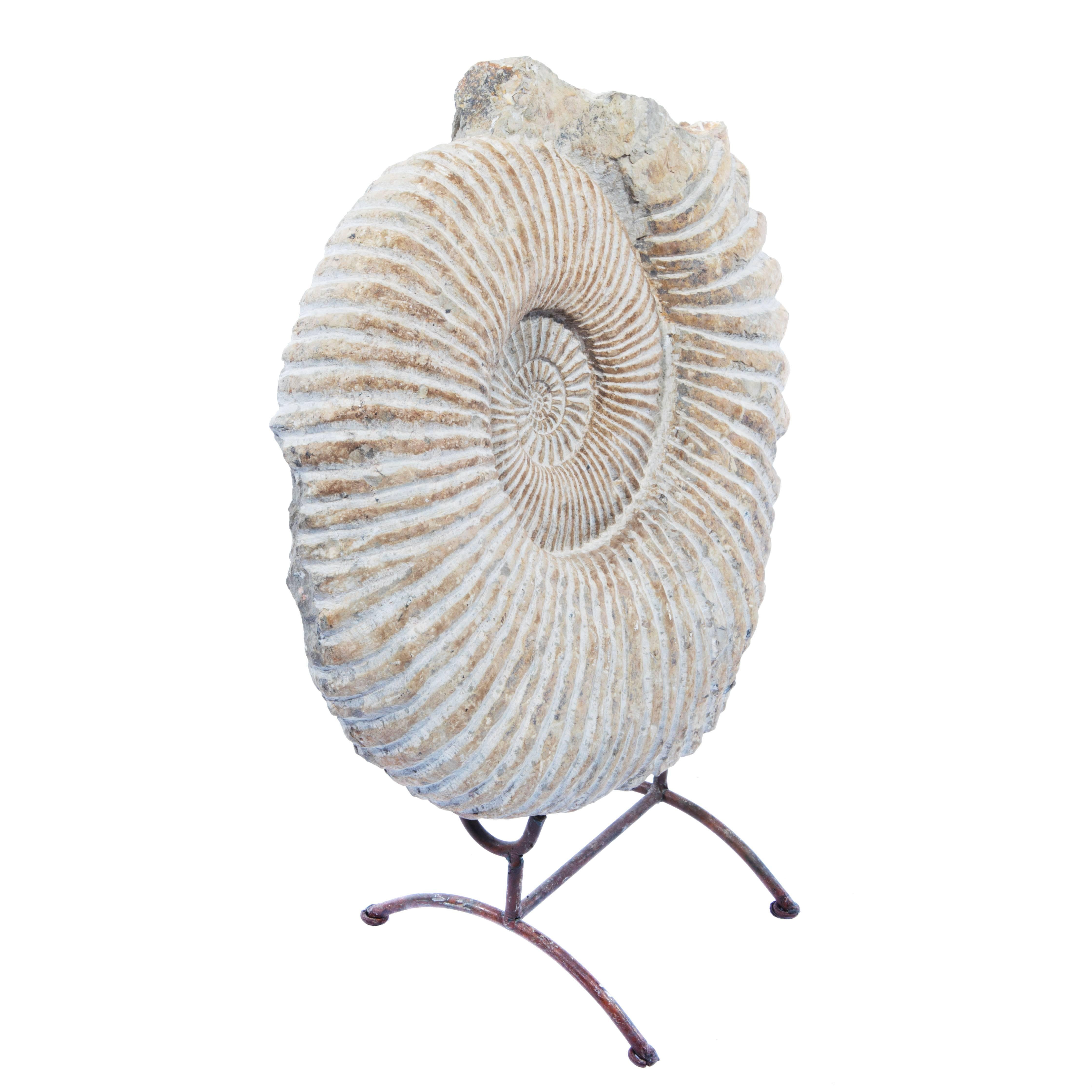 ammonite fossil stand