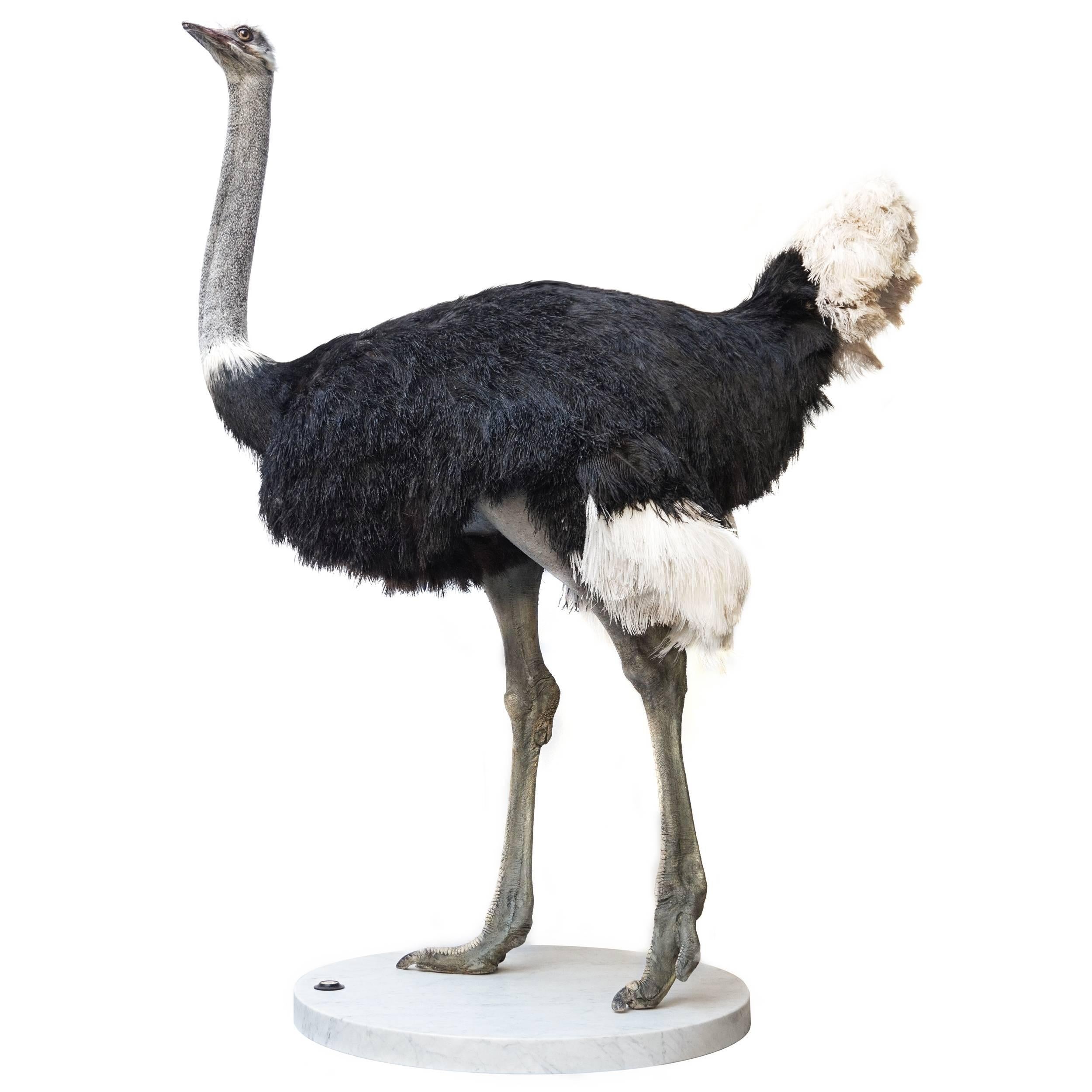 Common Ostrich Fine Taxidermy Object by Sinke & Van Tongeren