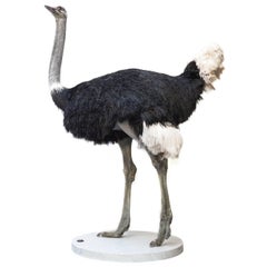 Vintage Common Ostrich Fine Taxidermy Object by Sinke & Van Tongeren