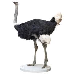 Common Ostrich Fine Taxidermy Object by Sinke & van Tongeren 4