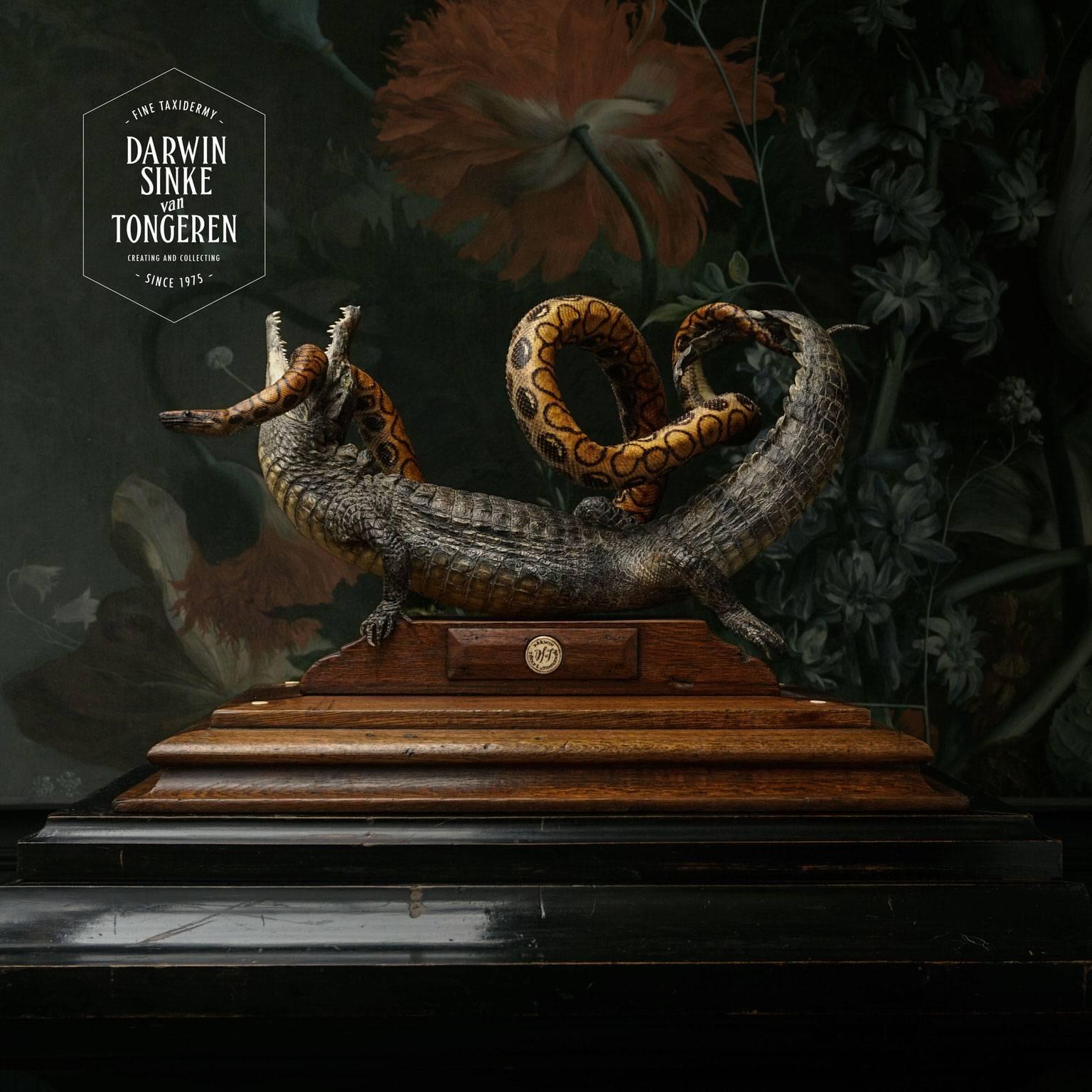 This fine taxidermy Caiman and rainbow boa by Sinke & Van Tongeren are wrestling atop an antique wooden plinth. The powerful composition is inspired by the magnificent natural history drawings of Albertus Seba.

Note: None of our animals have been
