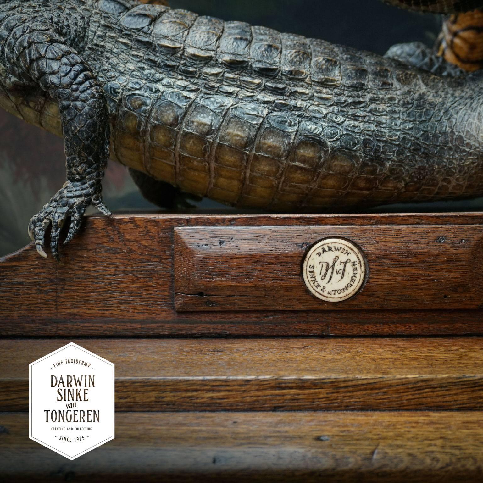 Fine Taxidermy Caiman and Rainbow Boa by Sinke & Van Tongeren In Excellent Condition In Haarlem, NL