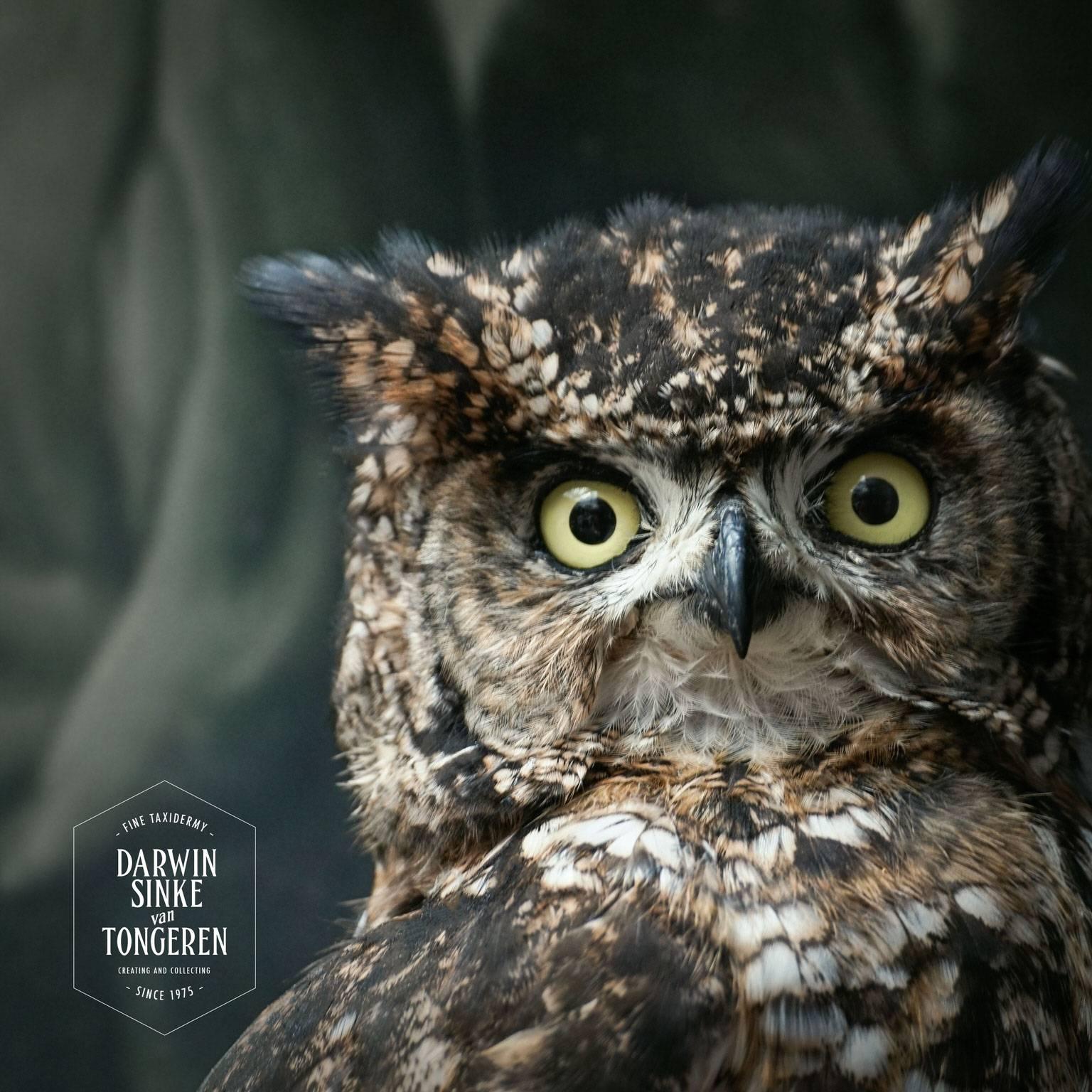 Dutch Spotted Eagle Owl. Fine Taxidermy by Sinke & Van Tongeren
