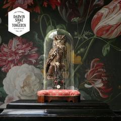 Spotted Eagle Owl. Fine Taxidermy by Sinke & Van Tongeren