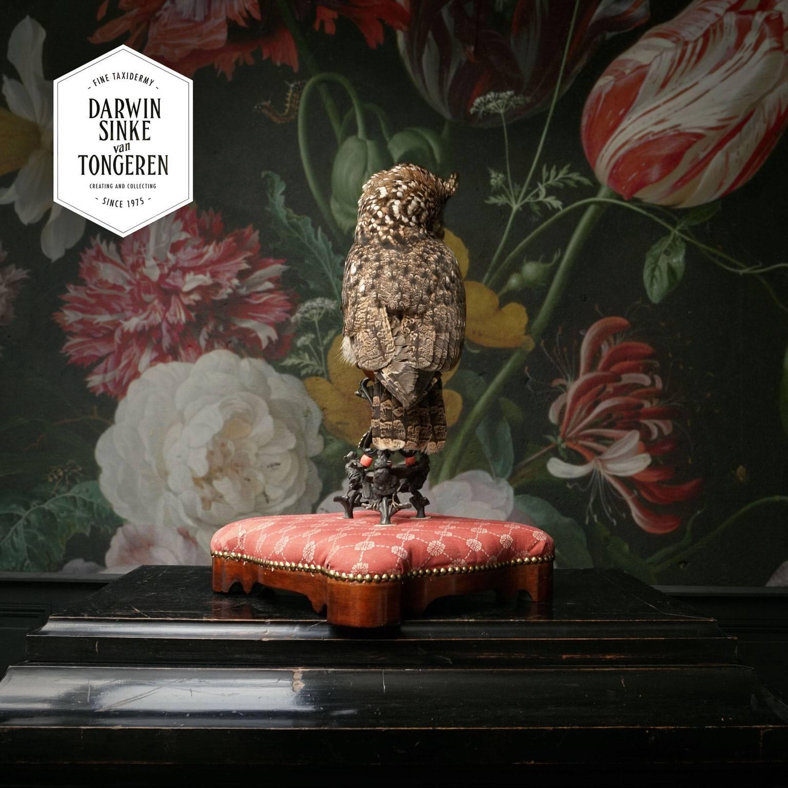 Spotted Eagle Owl. Fine Taxidermy by Sinke & Van Tongeren In Excellent Condition In Haarlem, NL