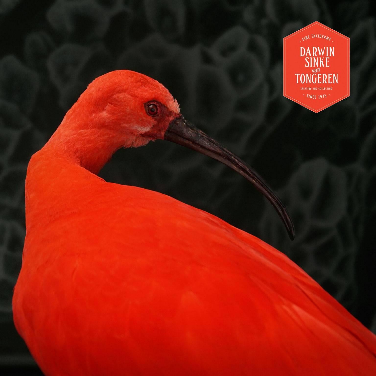 scarlet ibis taxidermy