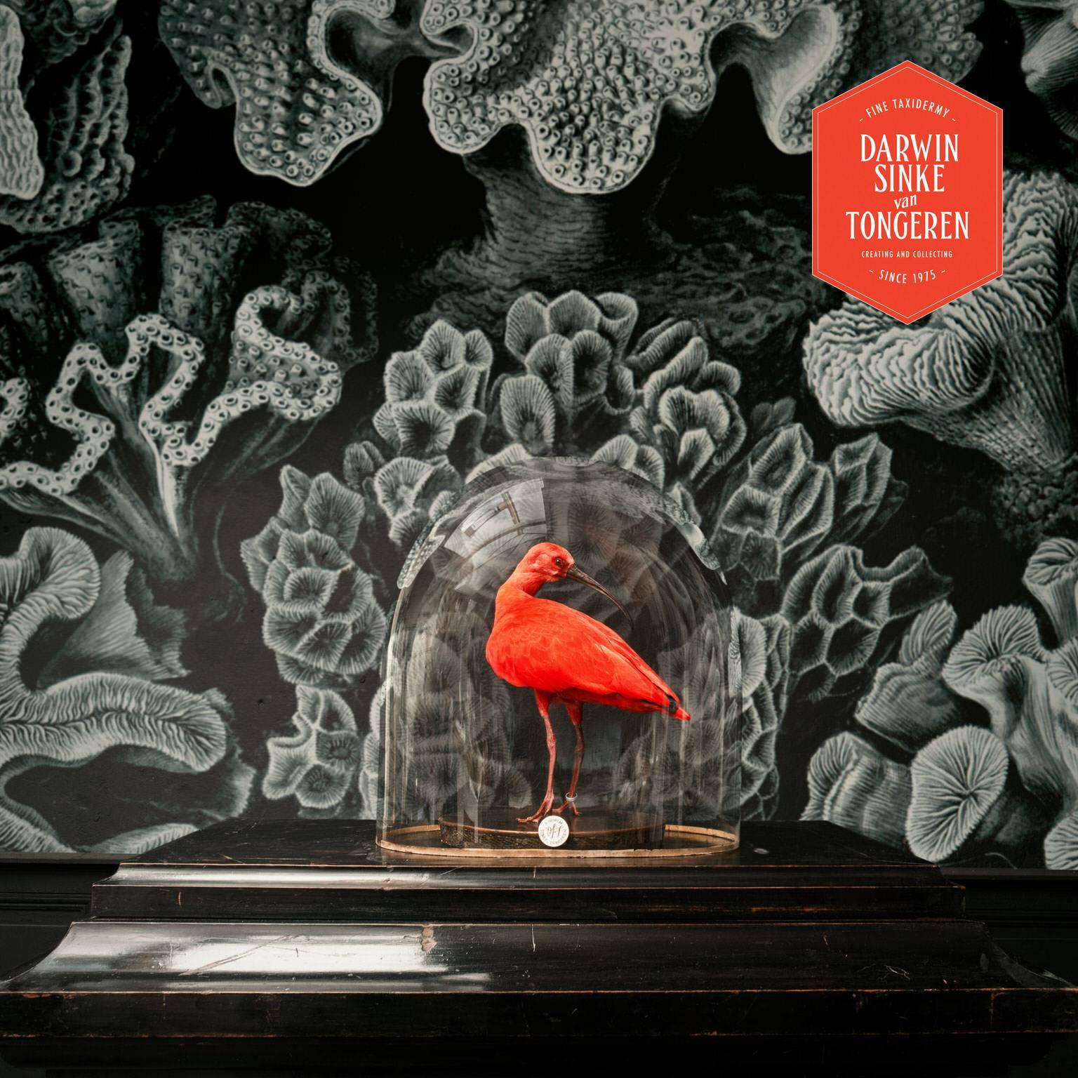Dutch Fine Taxidermy Scarlet Ibis by Sinke & Van Tongeren