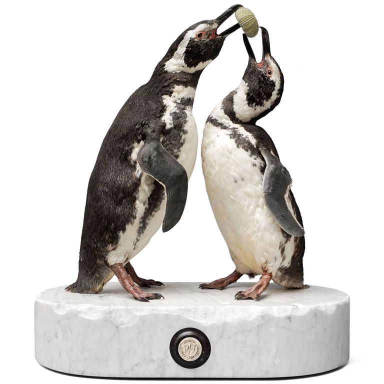 Couple of Fine Taxidermy Magellanic Penguins by Sinke and Van Tongeren