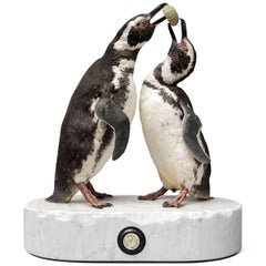 Couple of Fine Taxidermy Magellanic Penguins by Sinke & Van Tongeren