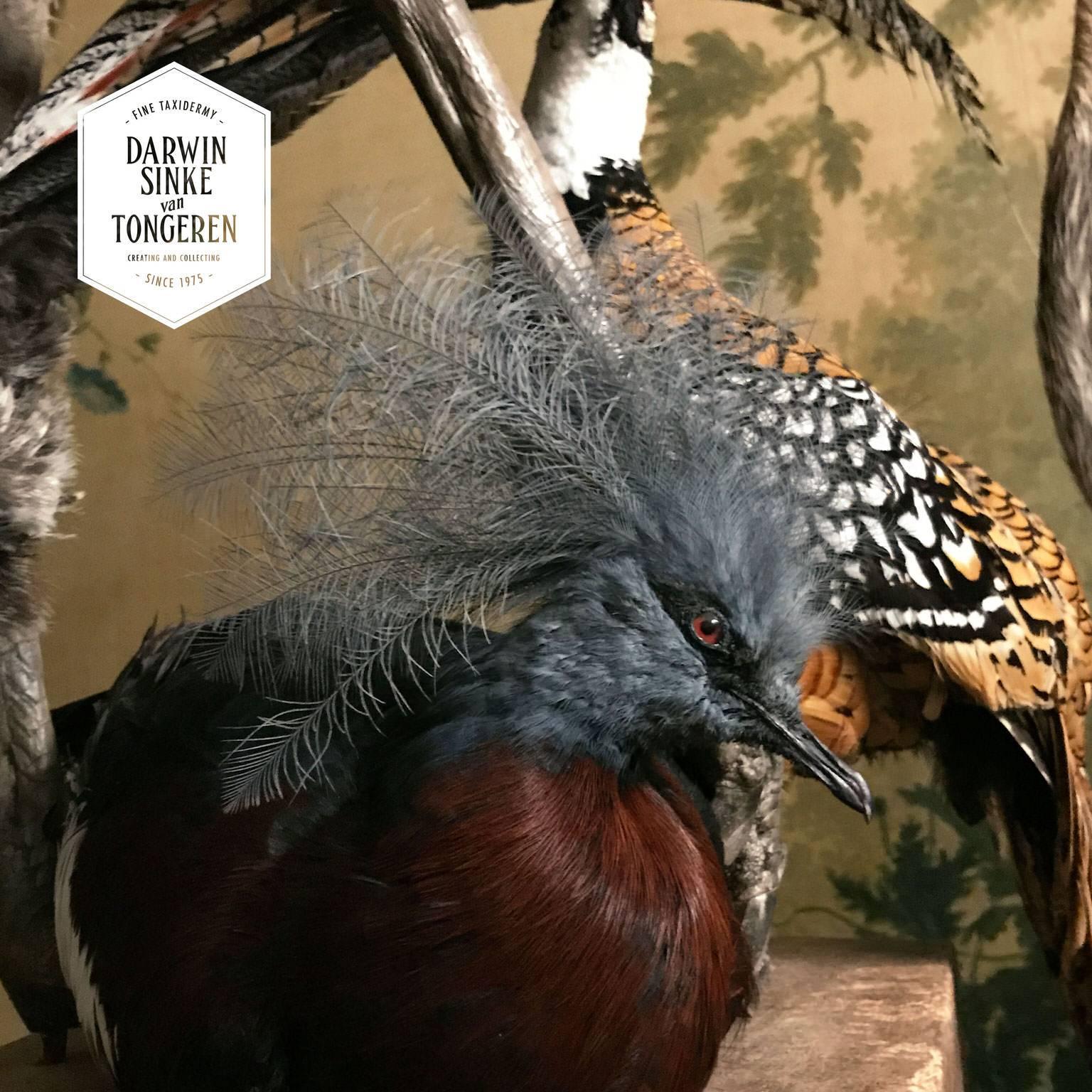 chief architect library taxidermy chief architect library taxidermy