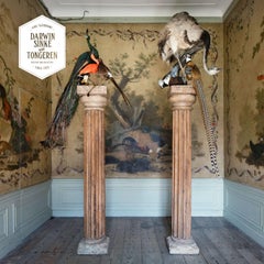 Fine Taxidermy Columns from Exhibition TIER at MOA Museum