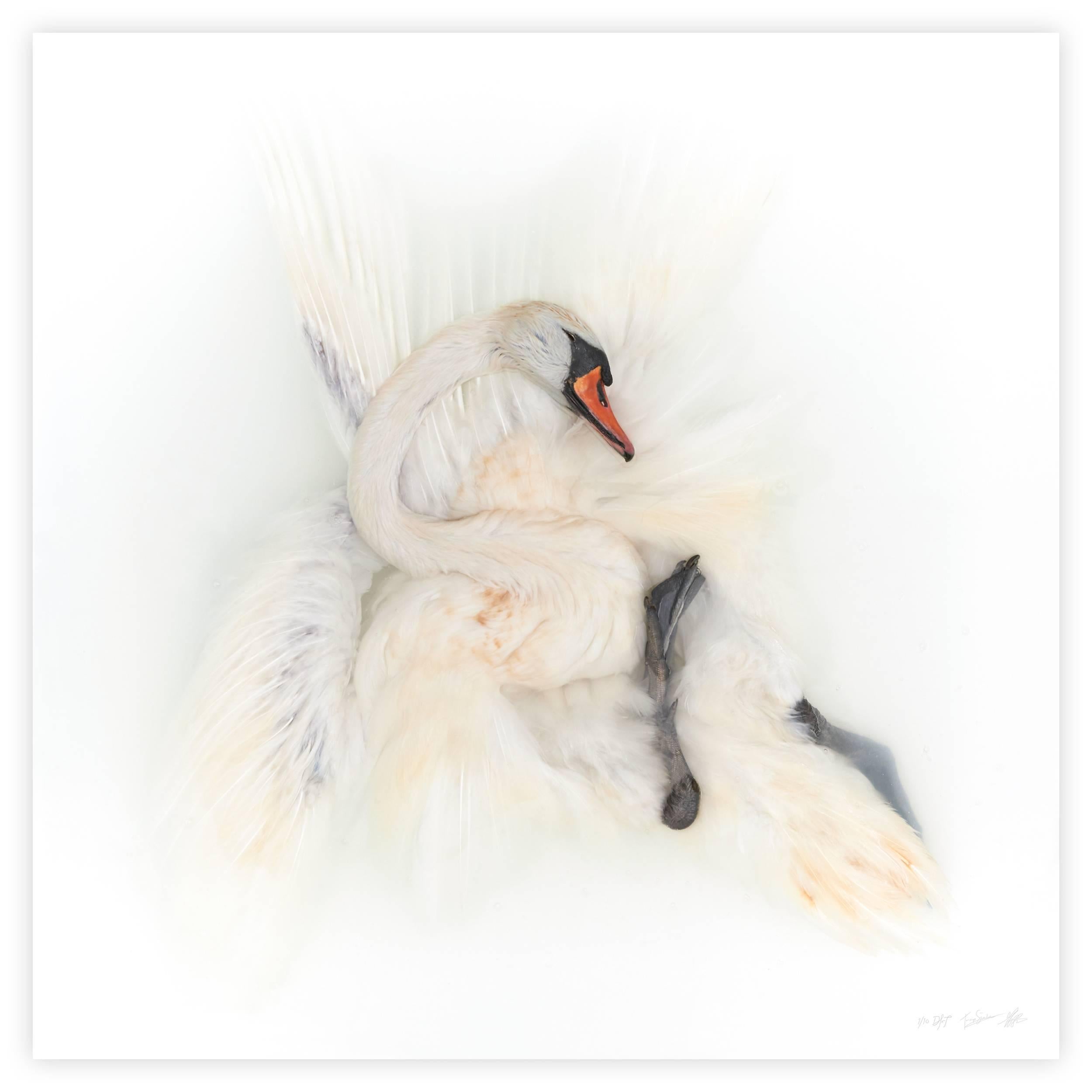 Paper Art Print Titled 'Unknown Pose by Mute Swan I' by Sinke & Van Tongeren