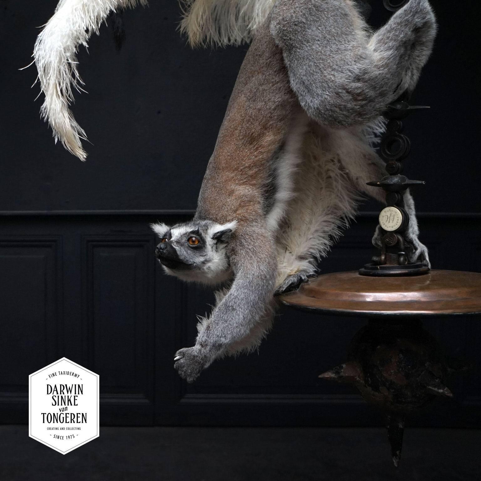 Dutch Fine Taxidermy Ring-Tailed Lemur by Sinke & Van Tongeren
