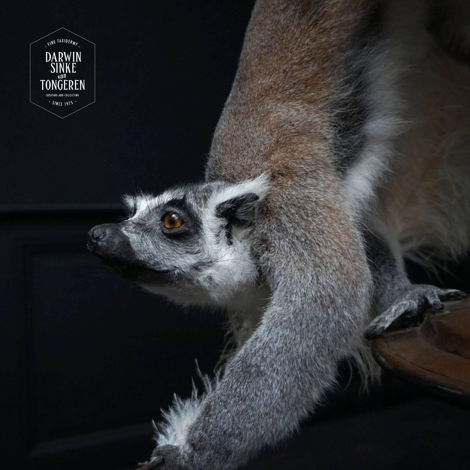 Fine Taxidermy Ring-Tailed Lemur by Sinke & Van Tongeren 2